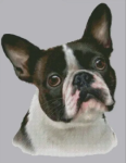 (image for) French Bulldog (No Background)